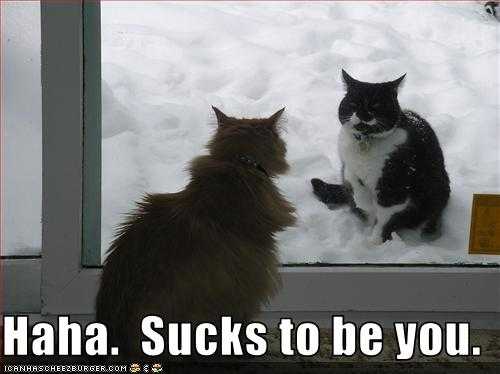 猫在雪