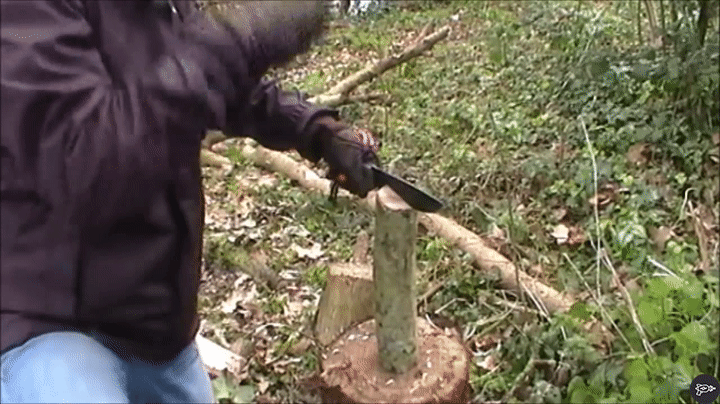 用一个ESEE 6棍棒木头
