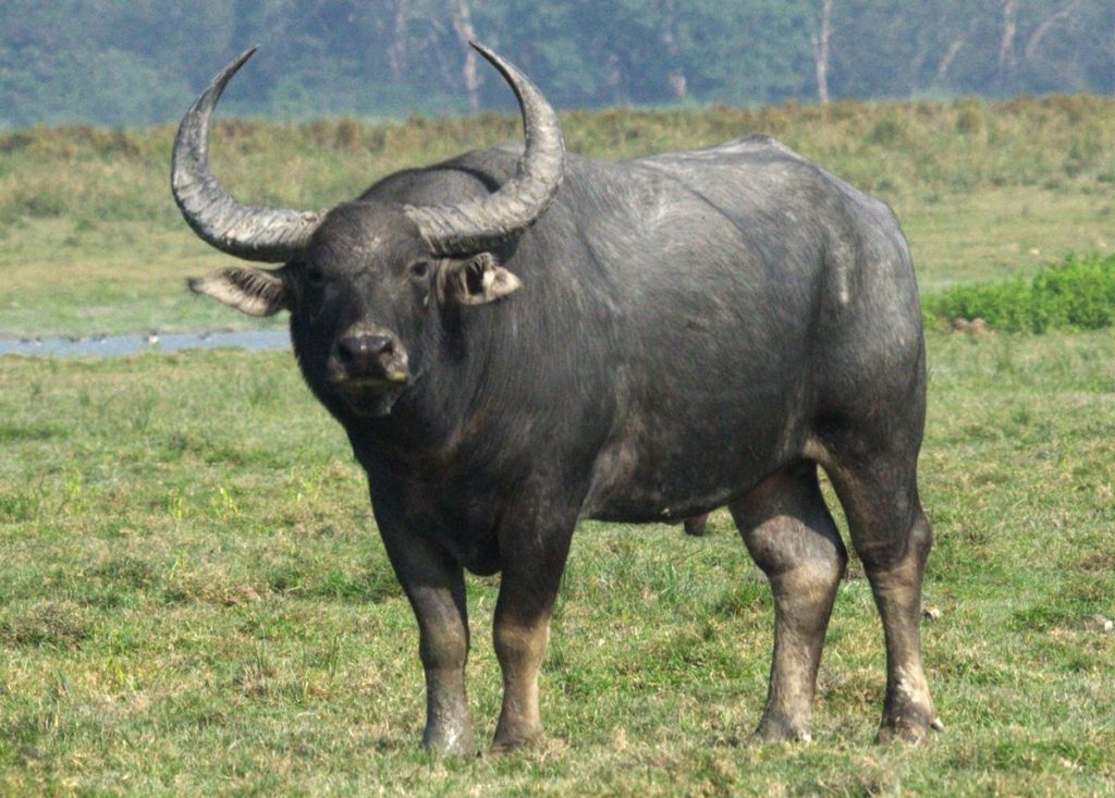 印度水牛