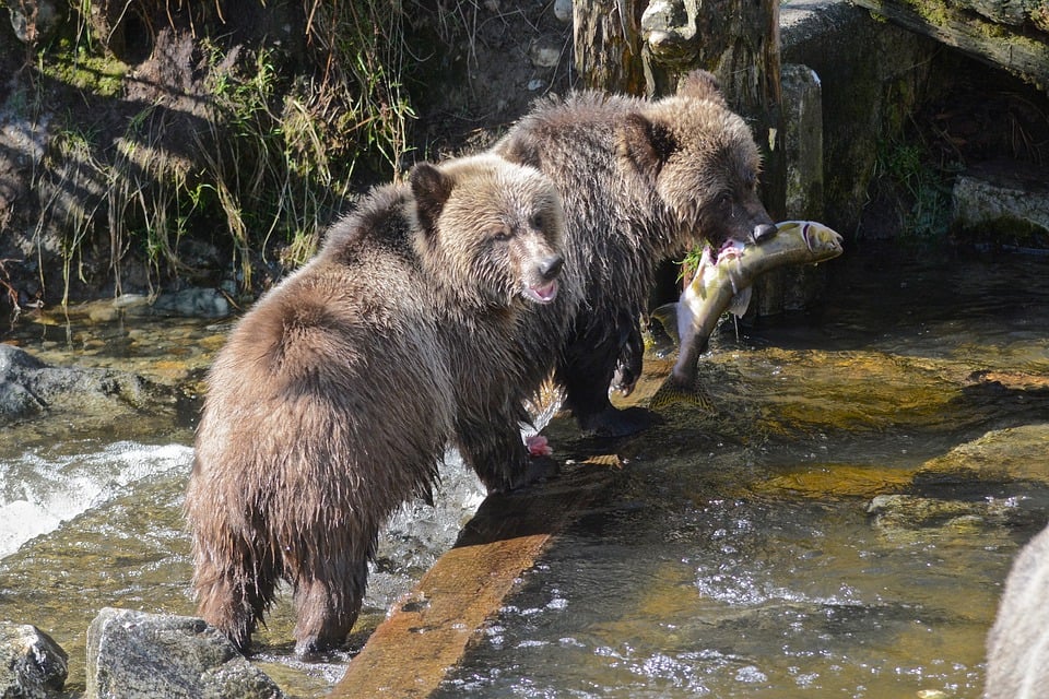 熊在河里钓鱼